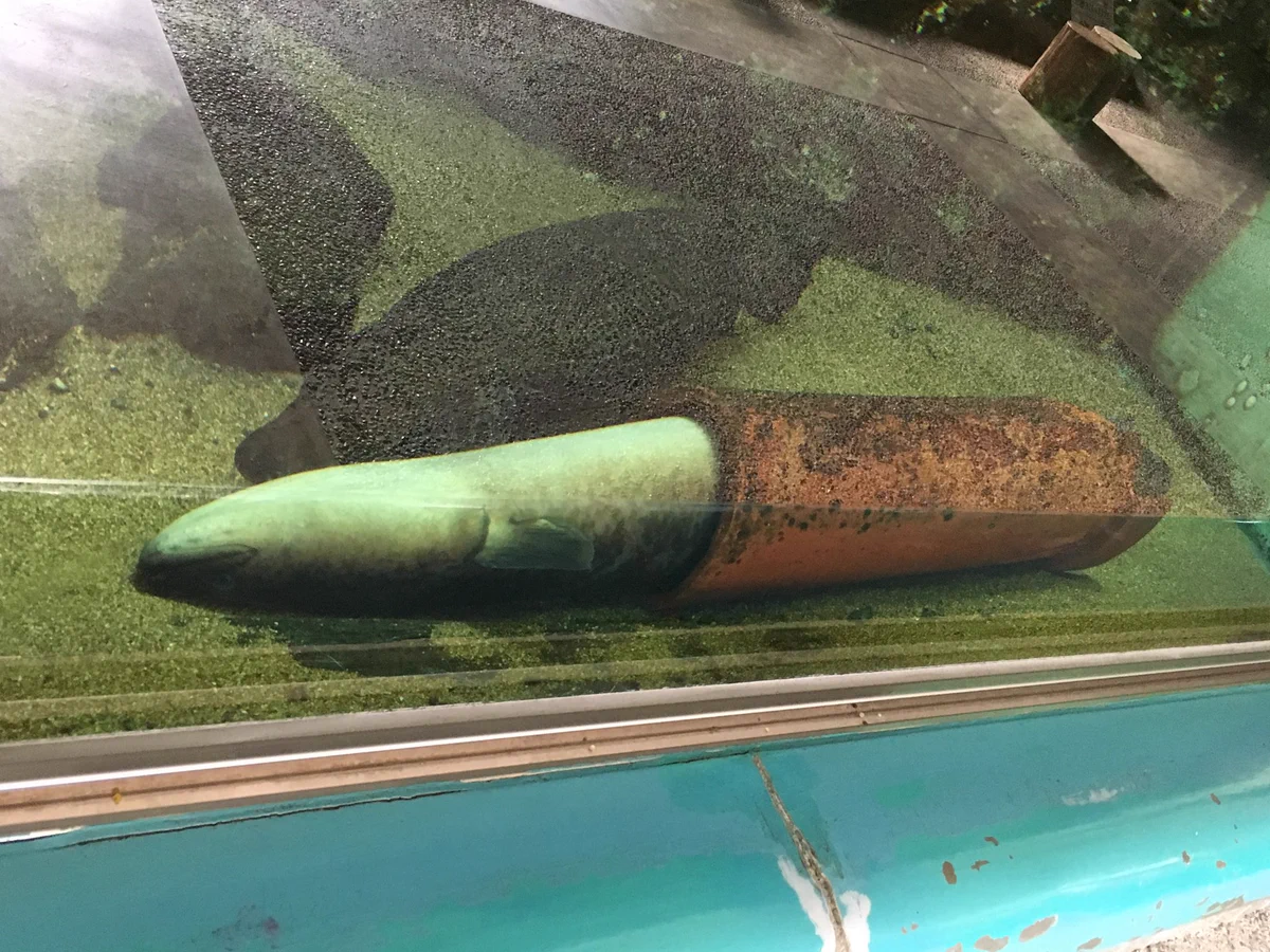 生きてる…？水族館のオオウナギの休んでいる姿が完全にアレだった！