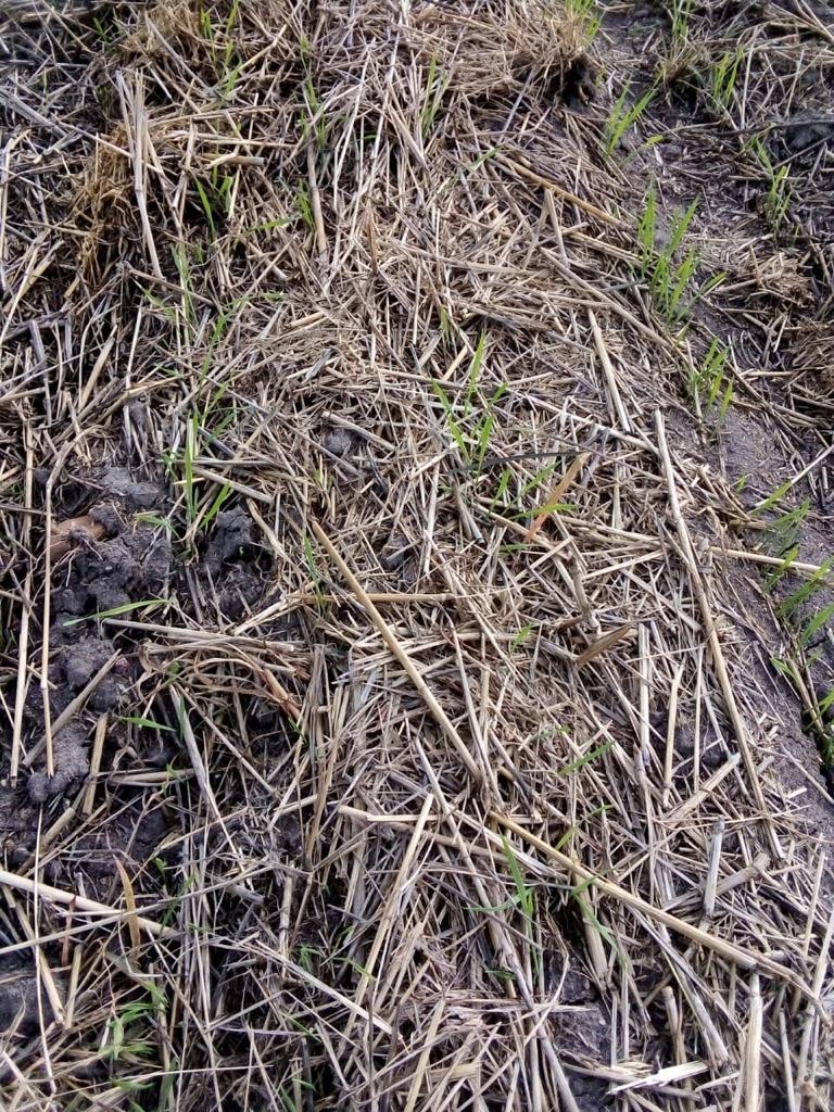 En Tehueco, municipio de El Fuerte, Sin., El productor Adolfo Quintero ya hace #AgriculturaConCiencia al establecer trigo en mínima labranza