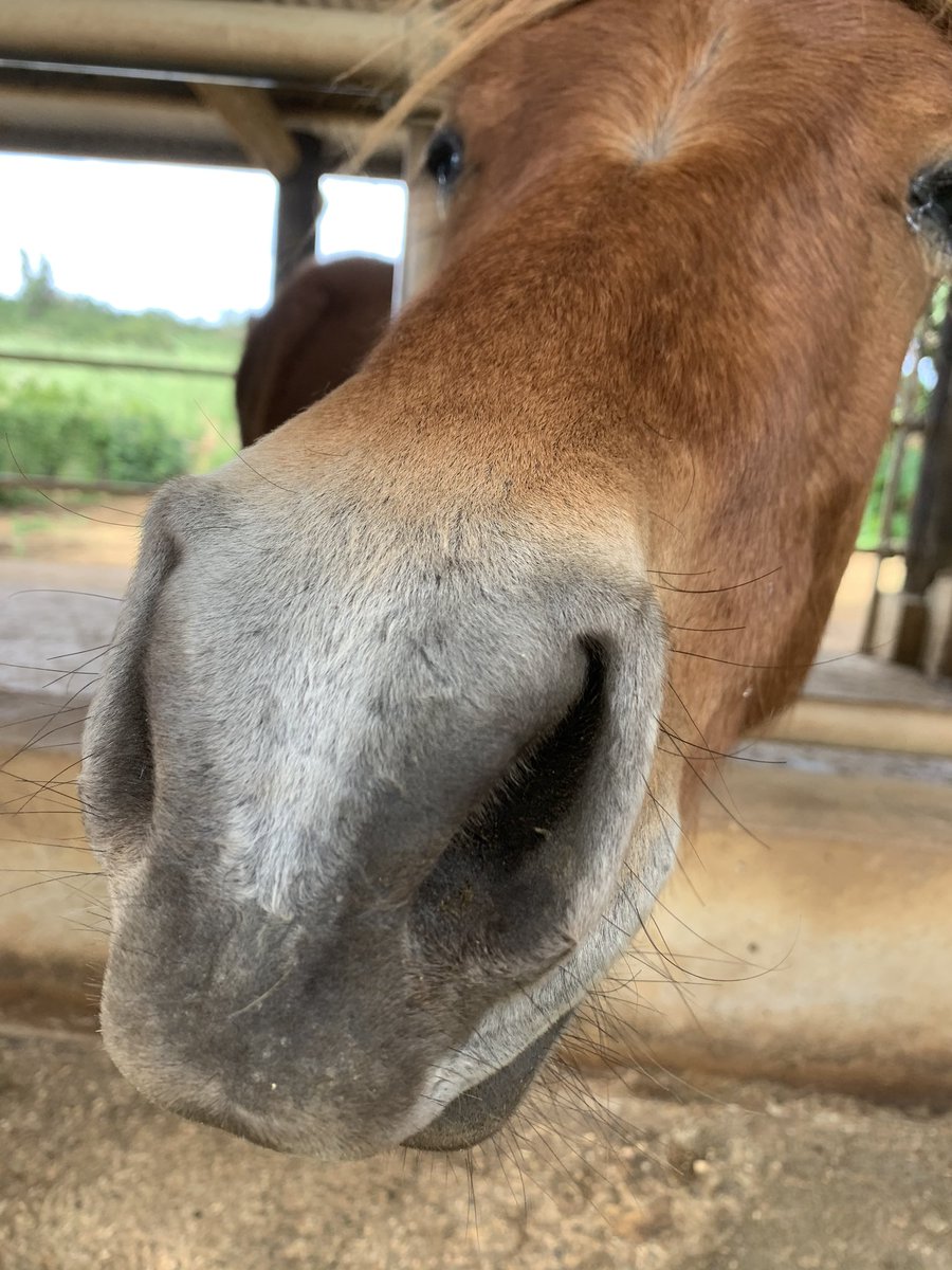 大場留美 なんで馬の鼻ってこんなに人を惹きつけるんだろう あくまでも個人的感想です 宮古馬 ミャークヌーマ 在来馬 宮古島 馬 Horse 荷川取牧場 大場留美 なんで馬の鼻ってこんなに人を惹きつけるんだろう あくまでも個人的感想です 宮古馬 ミャークヌーマ 在来馬 宮古島 馬 Horse 荷川取牧場
