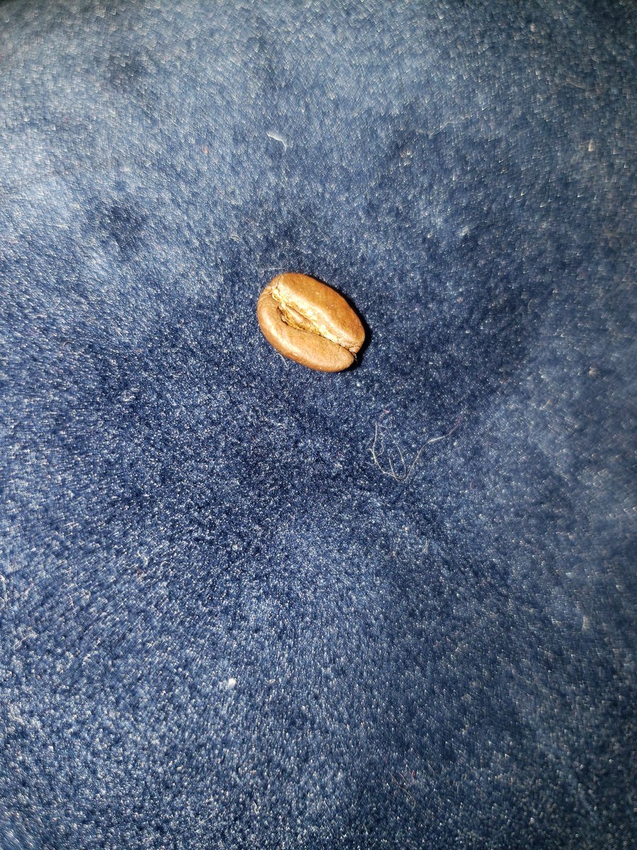 capn_whitty's tweet photo. My coworkers and I will find coffee beans ,name them and then give said coffee bean to each other and today I received "wet bean" its not so wet anymore but it is still very wholesome 💕 
#coworkers #coffeebeans #smolbeans #crackheadthings https://t.co/cV6HhCX5QR