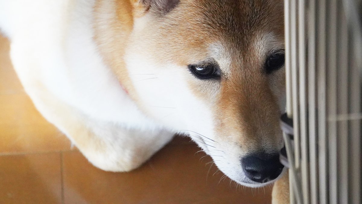 おすしとおでん Osushiandoden Twitter