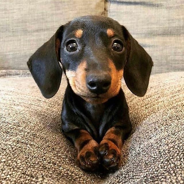 FirecrackerWN's tweet photo. Thankful for all dogs today, but especially the short &amp; long ones! Gobble Gobble!
.
.
📷: unknown
.
.
#firecrackerwienernationals #daschundsofinstagram #daschund #daschundpuppy #daschundlove #wienernationals #wienerdogsofinstagram #wienerdogs #wienerd… https://t.co/5RrSF9lgO7 https://t.co/LJdzI7okRK