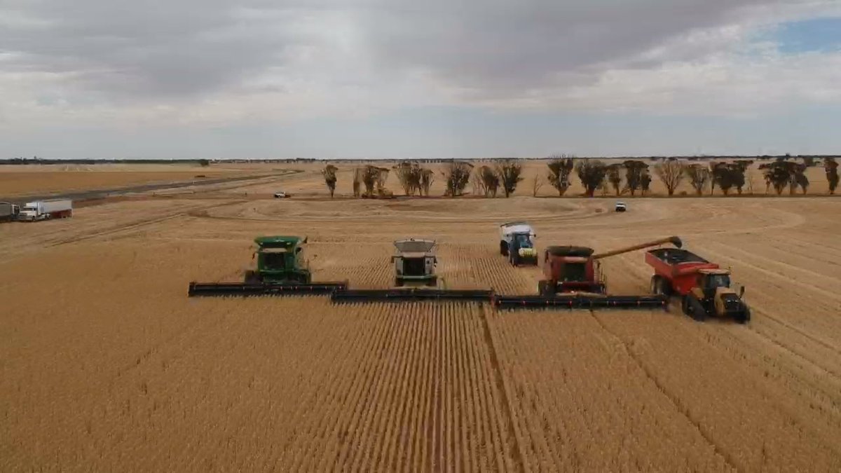 Alistair Ferrier tweet media