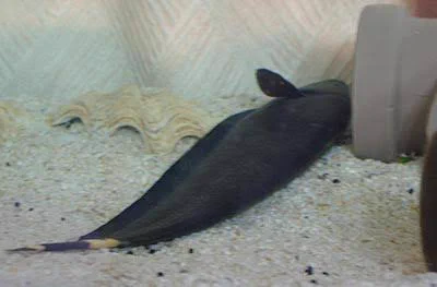 @T_marohiko @amaharateikoku ブラックゴーストも寝ちゃう😚 