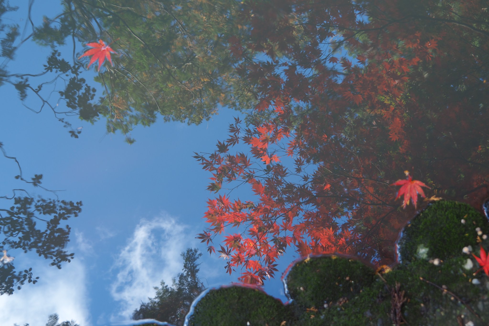 よういち Proud Of Boxer 今日の小國神社 水面の紅葉 小國神社 遠江國一宮 紅葉 青空 事待池 遠州の小京都 森町 小京都
