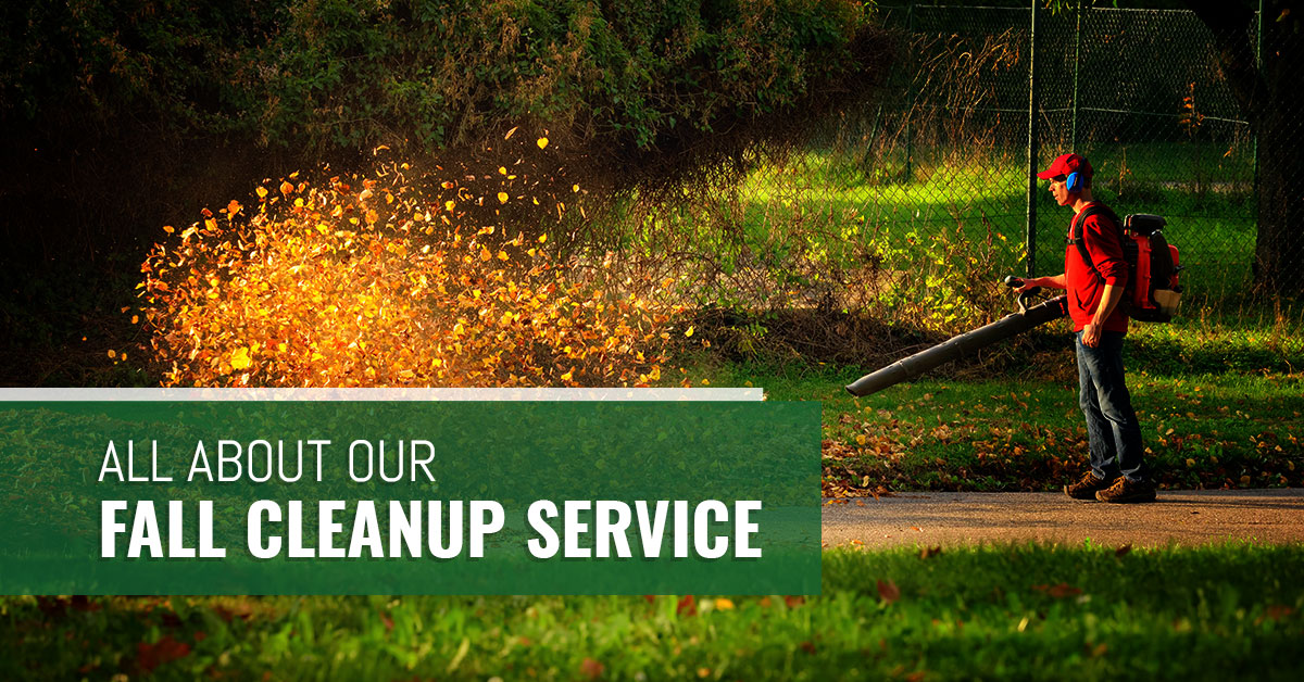 Residential Fall Clean-Up. Our landscaping and lawn care services are designed to provide the care and attention your property needs with none of the hassle - dreamscapesearth.ca/services/sprin… 
#HedgeTrimming
#FallCleanUp
#TreePruning