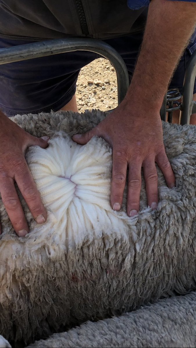 Working with the Blackwell boys this morning, not bad for 7 months of wool- 55kg hogget coming in for its 1st joining - bit of Moojepin- Willera bloodline