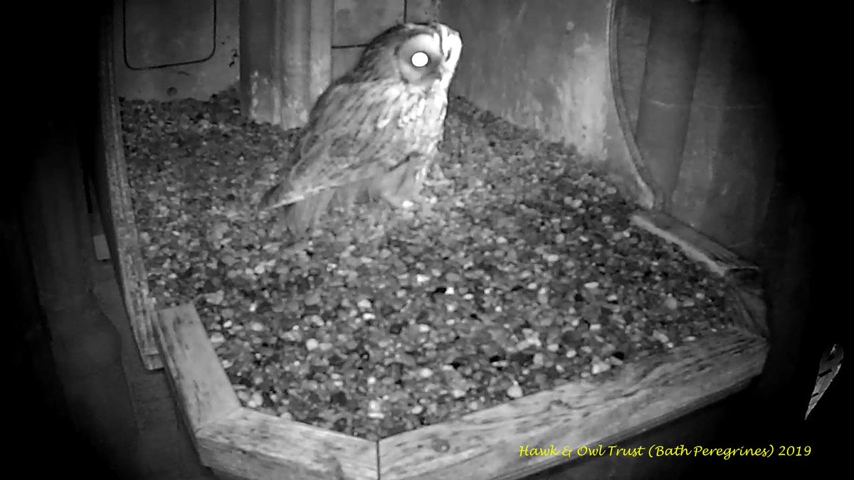 Nocturnal visitor to the Bath Peregrines nest box; been a couple of years since we had one. It'll be interesting to see how it plays out this time as the box has been cleaned recently and the peregrines haven't been using it to cache. <a href="/Hawkandowluk/">Hawk and Owl Trust</a> <a href="/ICBPNewent/">ICBP</a> <a href="/HawkConservancy/">Hawk Conservancy Trust</a>