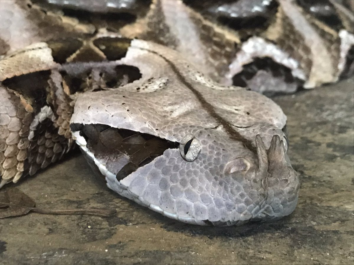 ジャパン スネークセンター Jsc En Twitter セイブブッシュバイパーとガボンアダー です どちらも給餌 水換え 糞の処理以外に接することは まずありません 特にガボンアダーは スネークフックにかけにくい体型をしているため 扱いが大変です もちろん どちら