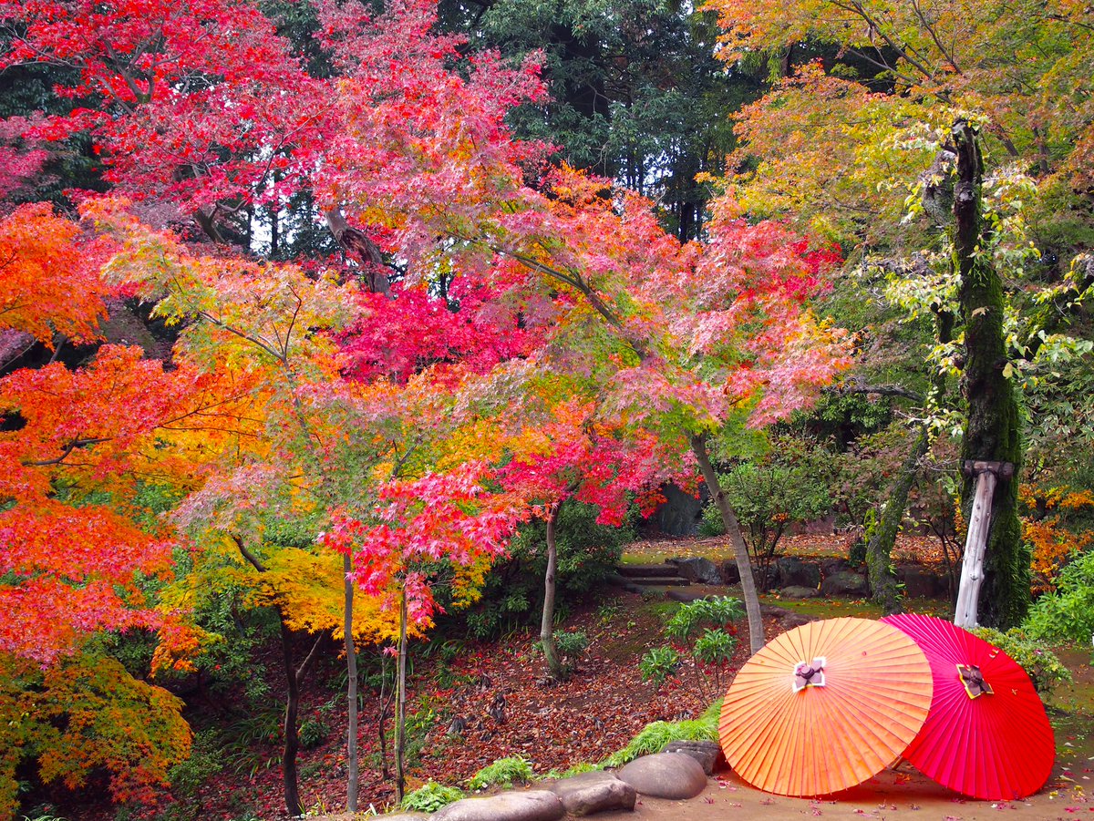 Twitter पर 川越市 観光課です 和傘紅葉in喜多院開催中です 12月15日まで 是非お越し下さい 19年11月24日撮影 川越 小江戸 喜多院 紅葉 Kawagoe