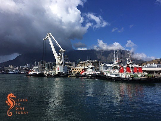 Newsletter: Summer for sure learntodivetoday.co.za/blog/2019/11/2…