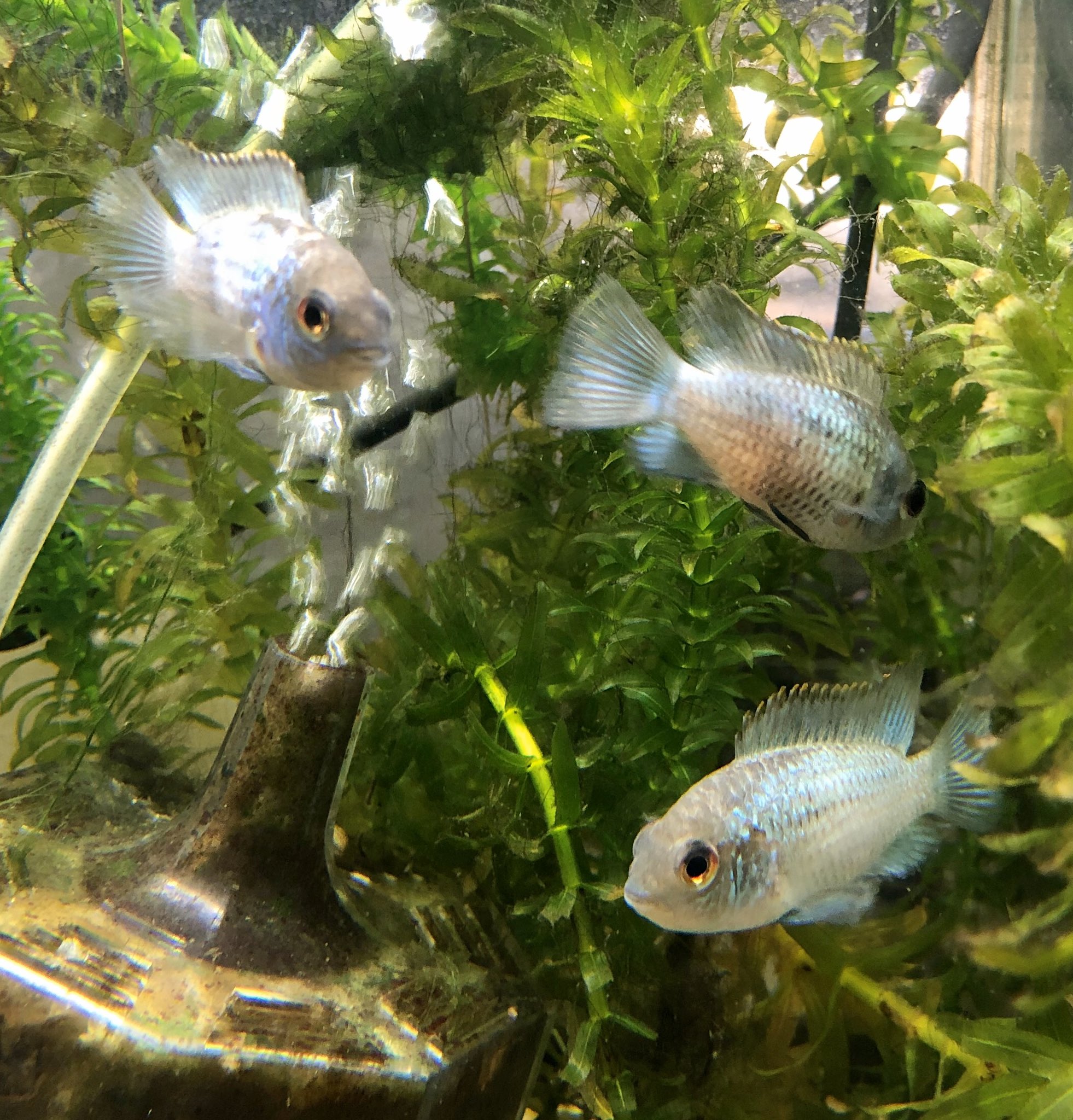 熱帯魚 加藤商店 熱帯魚 入荷しました コバルトブルーアカラ グッピー ブラックモーリー キングコングパロット ダトニオプラスワン 再入荷 ブラックゴースト T Co 3udnadf223 Twitter