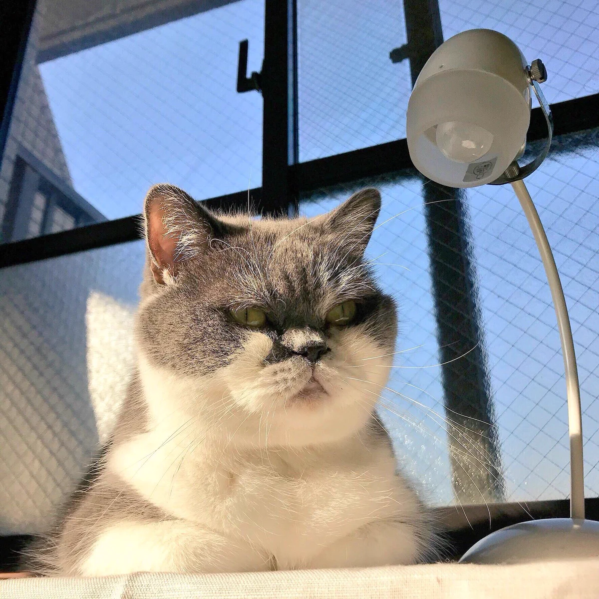 取調べ中？猫と電気スタンドを組み合わせたら刑事さんみたいになったwww