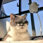 取調べ中？猫と電気スタンドを組み合わせたら刑事さんみたいになった!