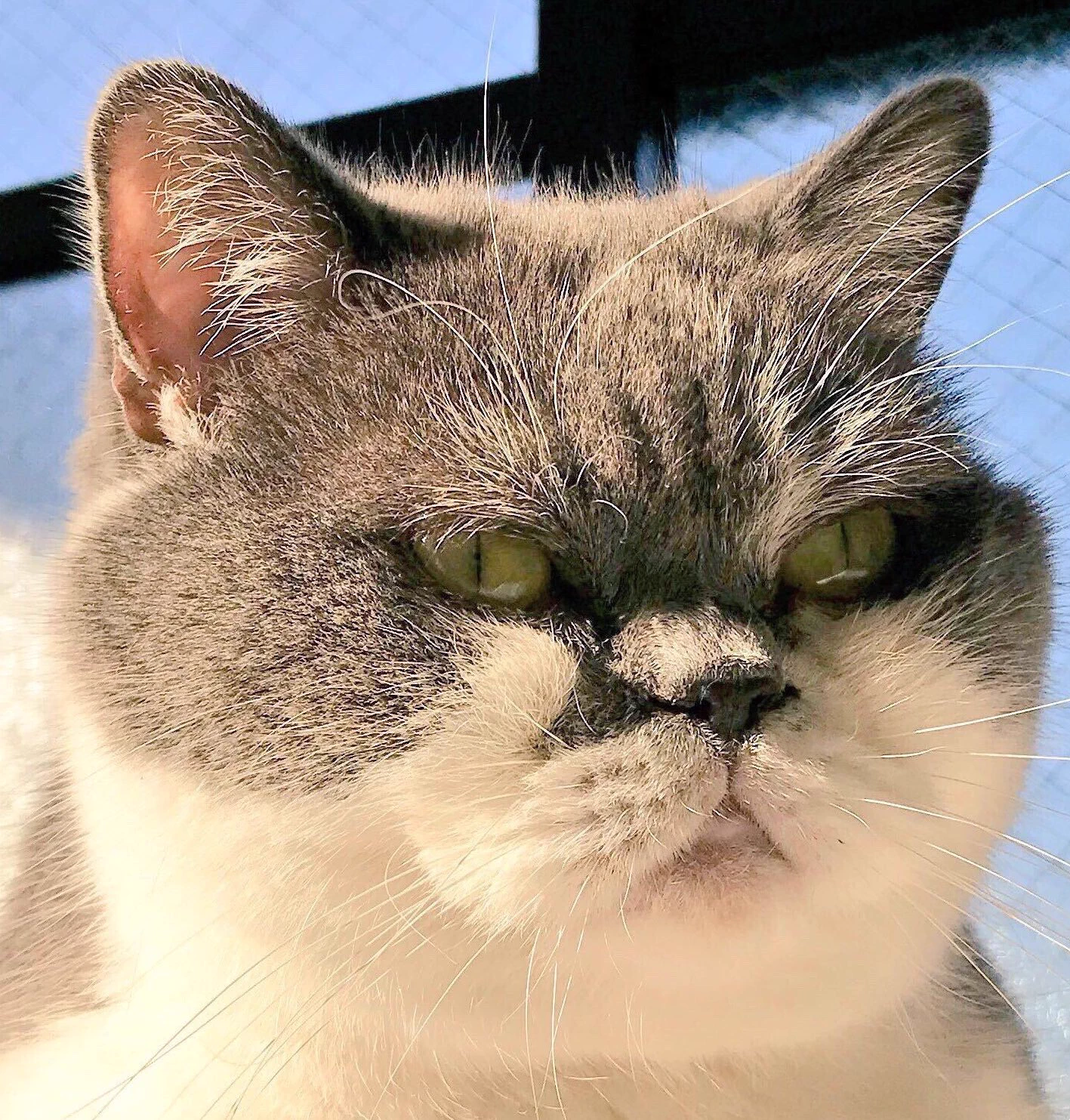 取調べ中？猫と電気スタンドを組み合わせたら刑事さんみたいになったwww