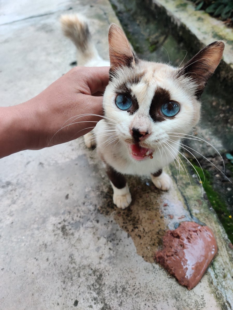 Ada je ni tengah bagi kucing makan. Weiii mata dia lawa gila ini first time aku jumpa mata kucing warna galaksi biru/turqoise macam ni

Cantiknya mata awak 🥺🌌