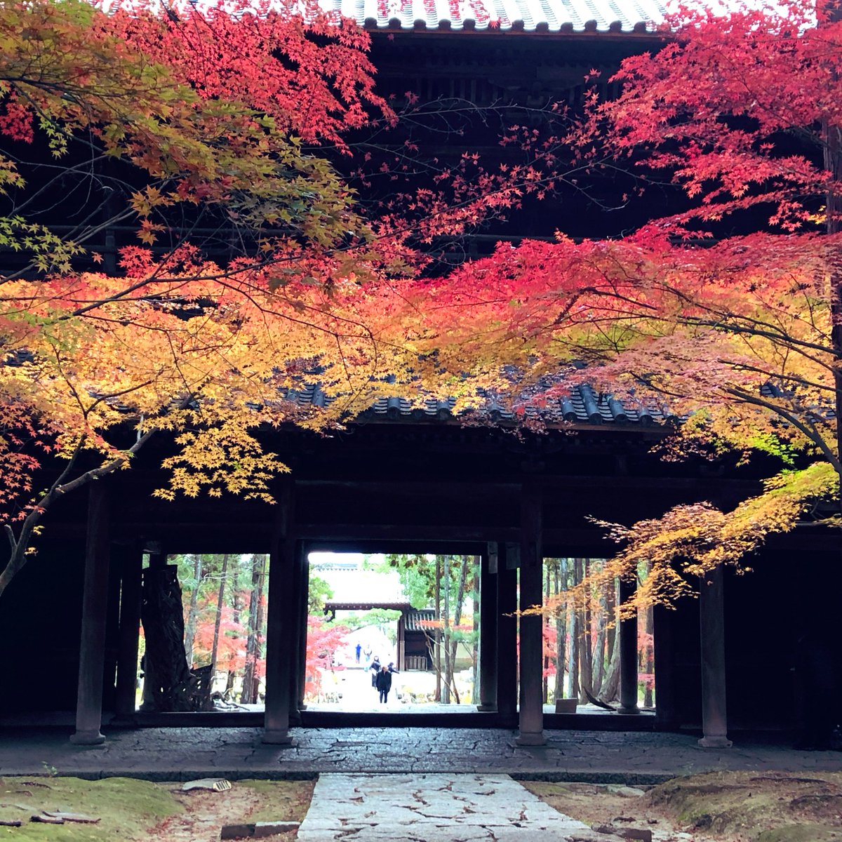 岡山市の曹源寺にて。
檜だろうか、針葉樹の間に紅葉が配置されていた。暗い直線から鮮やかな金と赤がのぞくのが非常に美しい。 