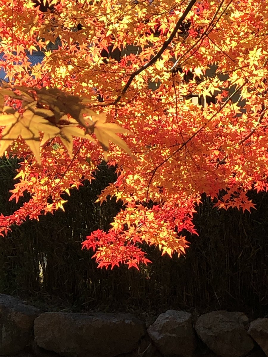 岡山市の曹源寺にて。
檜だろうか、針葉樹の間に紅葉が配置されていた。暗い直線から鮮やかな金と赤がのぞくのが非常に美しい。 