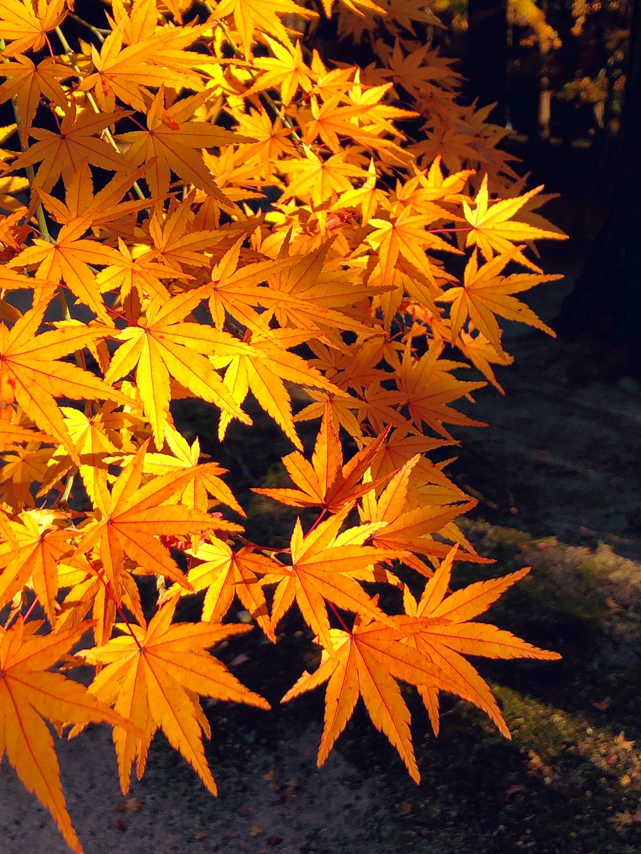 岡山市の曹源寺にて。
檜だろうか、針葉樹の間に紅葉が配置されていた。暗い直線から鮮やかな金と赤がのぞくのが非常に美しい。 