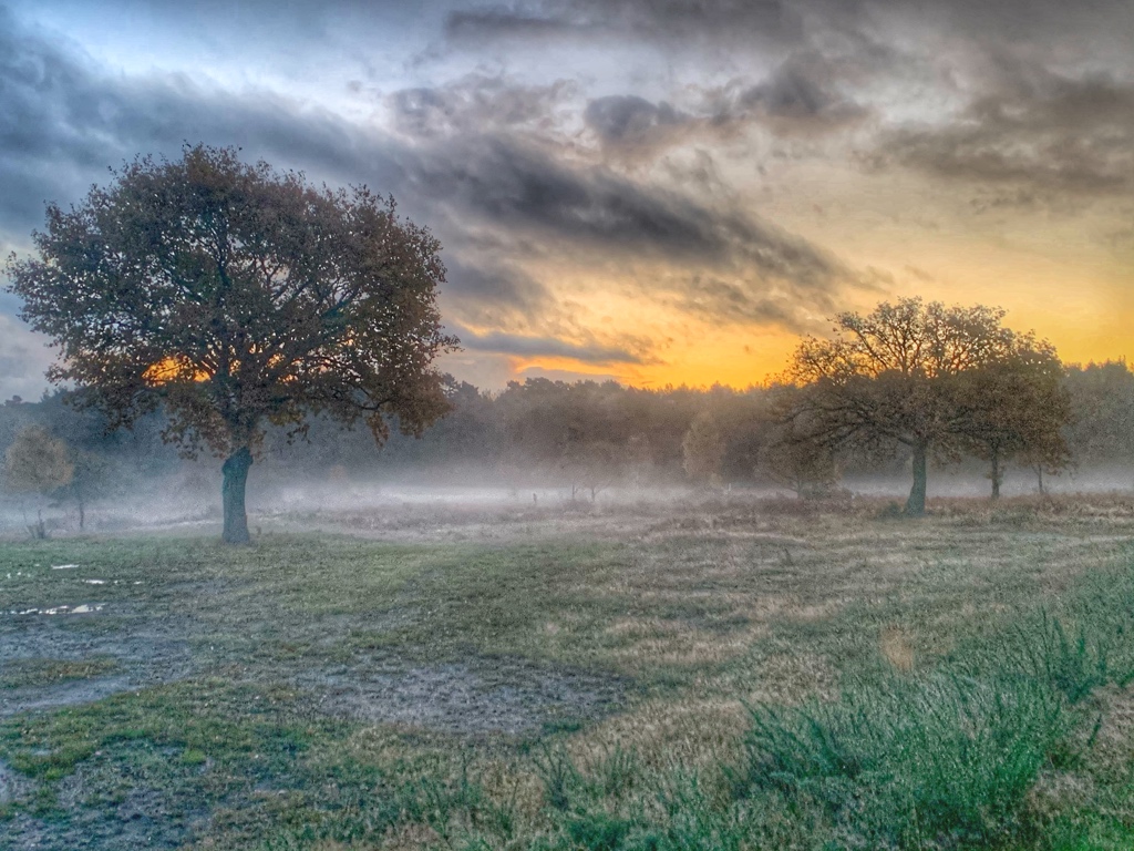 After what feels like weeks of wet weather, not a bad morning to be out with the dogs