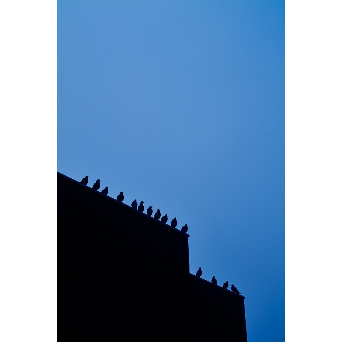 damiendemolder's tweet photo. Birds Watching
Swindon
--
#Leica SL2 with APO-Summicron-M 75mm f/2 via the Leica M Adapter L
--
#streetphotography #streetphoto #streetstories #Swindon #birdwatching #birds #bird #silhouette #graphic #LeicaSL #LeicaSL2 #SL2 #Summicron75mm #Lensadapter #Leica_world #Leicacommunity https://t.co/zYozBkP8IM