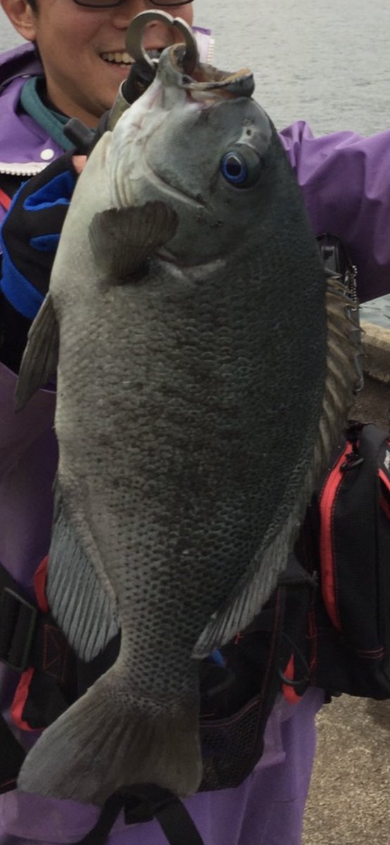 ট ইট র 尾鷲市 公式 尾鷲では毎年12月から2月にかけて 尾鷲磯 釣大会が開催されます 詳しい情報は今後ホームページなどで出てくる予定です 全国の磯釣り好きの方 腕自慢の方 磯釣りの聖地尾鷲でこの機会にぜひ大物をねらってみませんか 広報担当 尾鷲市