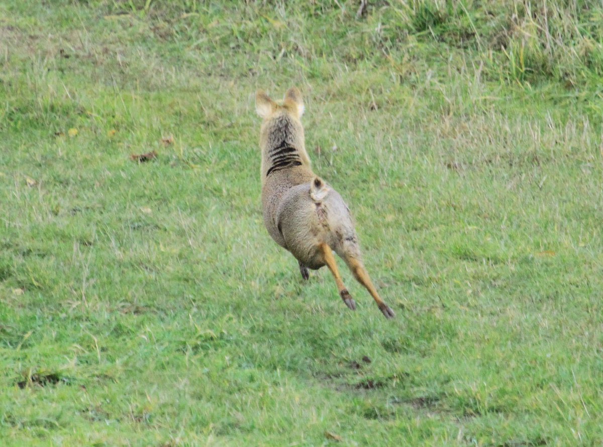 Snapped a #ChineseWaterDeer running around on the farm recently. Look at that stumpy little tail! #farming #farmlife #bedfordshire