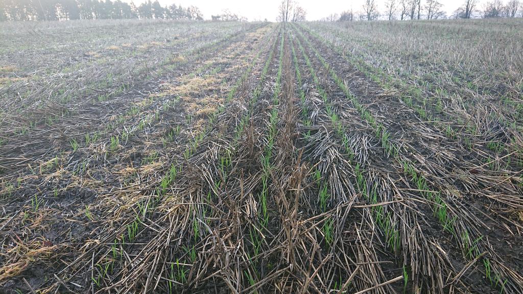 Cheered me up a bit this morning. Second wheat in the row. Not all looking so good though.