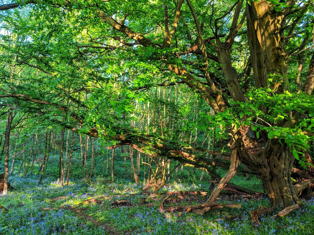 RyarshGroup's tweet photo. Only a few hours left! 🌳 Entering our Ryarsh Lotto fundraiser will help to preserve ancient woodland &amp; the natural landscape, prevent increases of traffic, air &amp; noise pollution in the area &amp; rule out yet another 30 years of suffering to residents 🚛
https://t.co/IoUHZItMbK https://t.co/hyCVzPhNXU