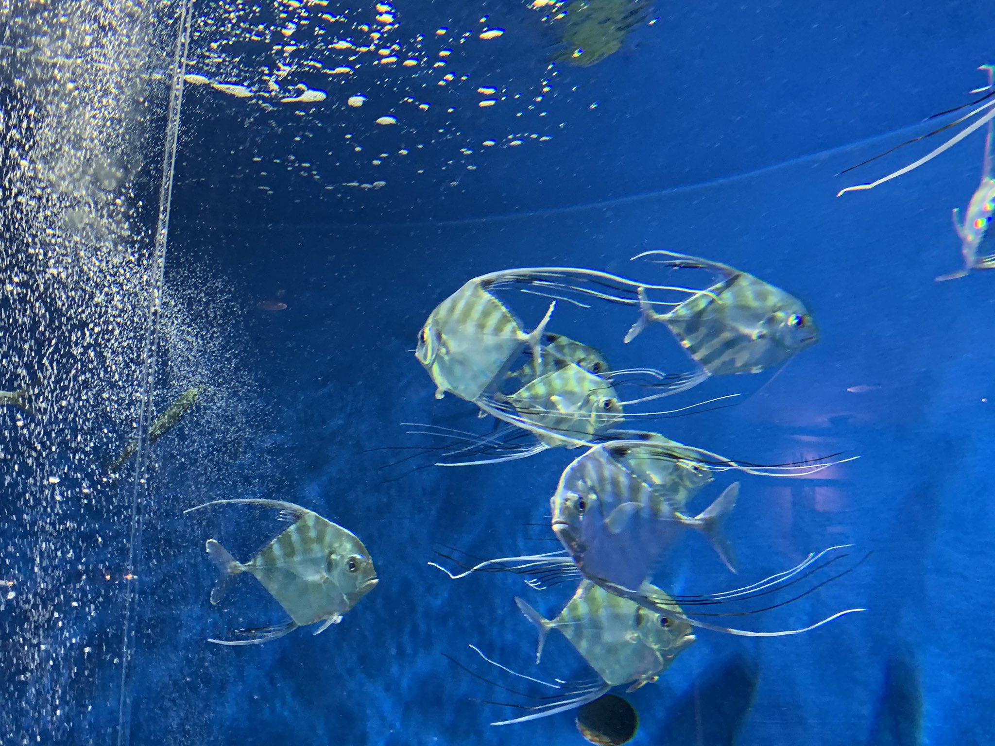 仙台うみの杜水族館公式 仙台うみの杜水族館 この美しい魚はイトヒキアジ 幼魚の時代に名前のとおりヒレ先に長い糸のようなものがあります 1階宝のうみに展示中です S Uminomori T Co Kk3rdwixwf Twitter
