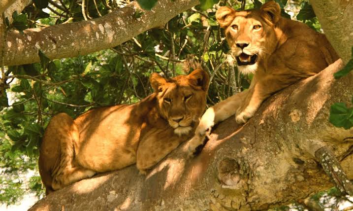 LiliesLtd's tweet photo. Did you know the #lion is the largest #African carnivore and is one of the few animals one wouldn't miss to see on #ugandasafari? The festive season is on.
Make your bookings with liliestoursandsafaris@gmail.com for a rewarding experience. https://t.co/TvM7Zzes1F