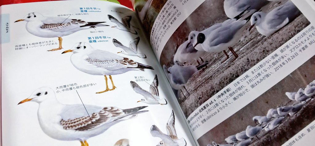 あーこれ良い!カモメ類の成鳥までの全身換羽過程も細かくのってるし、識別用に便利だし読んでて楽しいこの本! 