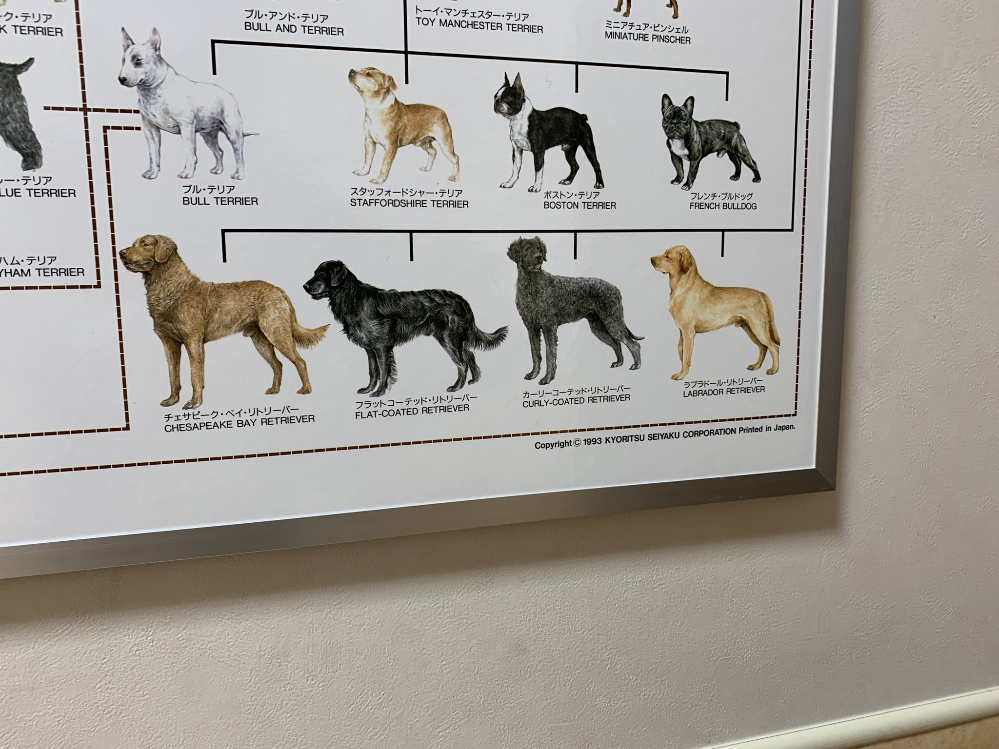 ゴールデンレトリバー 黄金聖闘士 本日見つけた犬種系統樹 ゴールデンレトリバーとラブラドールレトリバーの種としてのへだたりが予想以上に大きくて驚いた ゴールデンレトリバー 黄金聖闘士 本日見つけた犬種系統樹 ゴールデンレトリバーとラブラドールレトリバーの種としてのへだたりが予想以上に大きくて驚いた