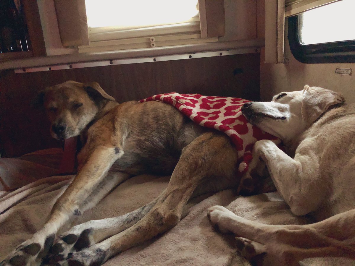 2TravelingDogs's tweet photo. This is Brickle and Digby. We’re on RV time today. #notimeclock #brothers #AdoptDontShop #rvlife https://t.co/VA2NX0Wptf