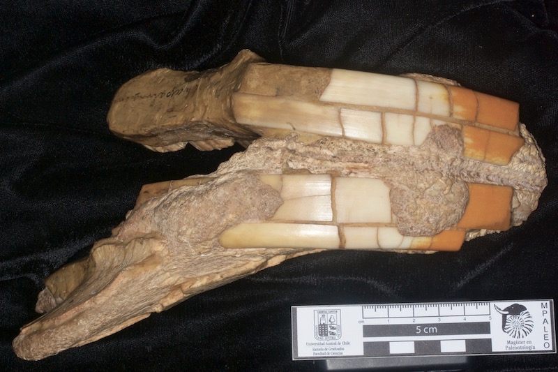 dcpaleo's tweet photo. #FossilFriday 🇦🇷Lower jaw (and big incisors!) of ~4 million-year-old giant #rodent Telicomys gigantissimus. Even larger rodents have been discovered in the 100+ years since it was named. How big were they? Check out my latest blog. #teeth #raftingmonkey https://t.co/t7WO0WttOq https://t.co/speZFtYBrE