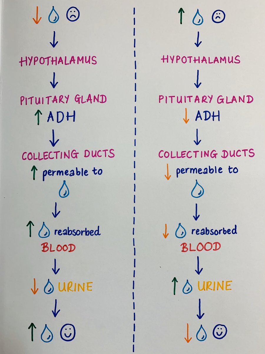 MissH_biology's tweet image. Maintaining water balance with year 10 this morning 💧 This diagram helped to simplify a very tricky topic! #CogSciSci #dualcoding #edutwitter #scienceteacher