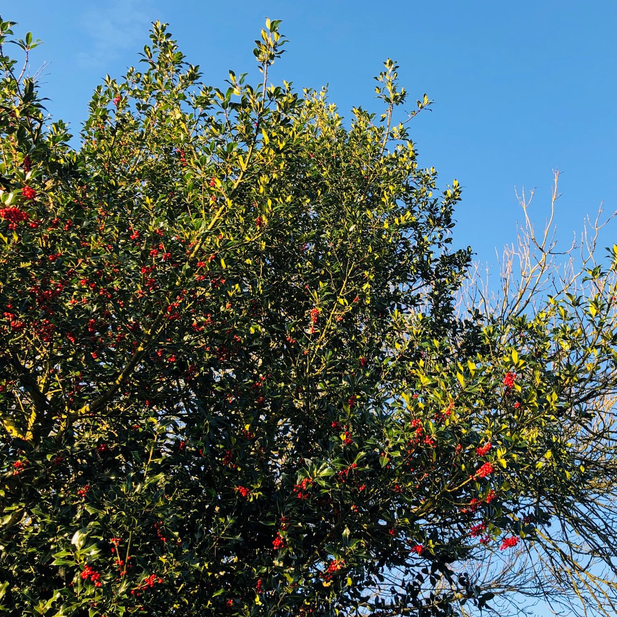 #Holly (Ilex aquifolium) showing off its stunning #redberries at the Transform Landscapes Office near #Liphook.  A great #winterinterest feature for any #garden.