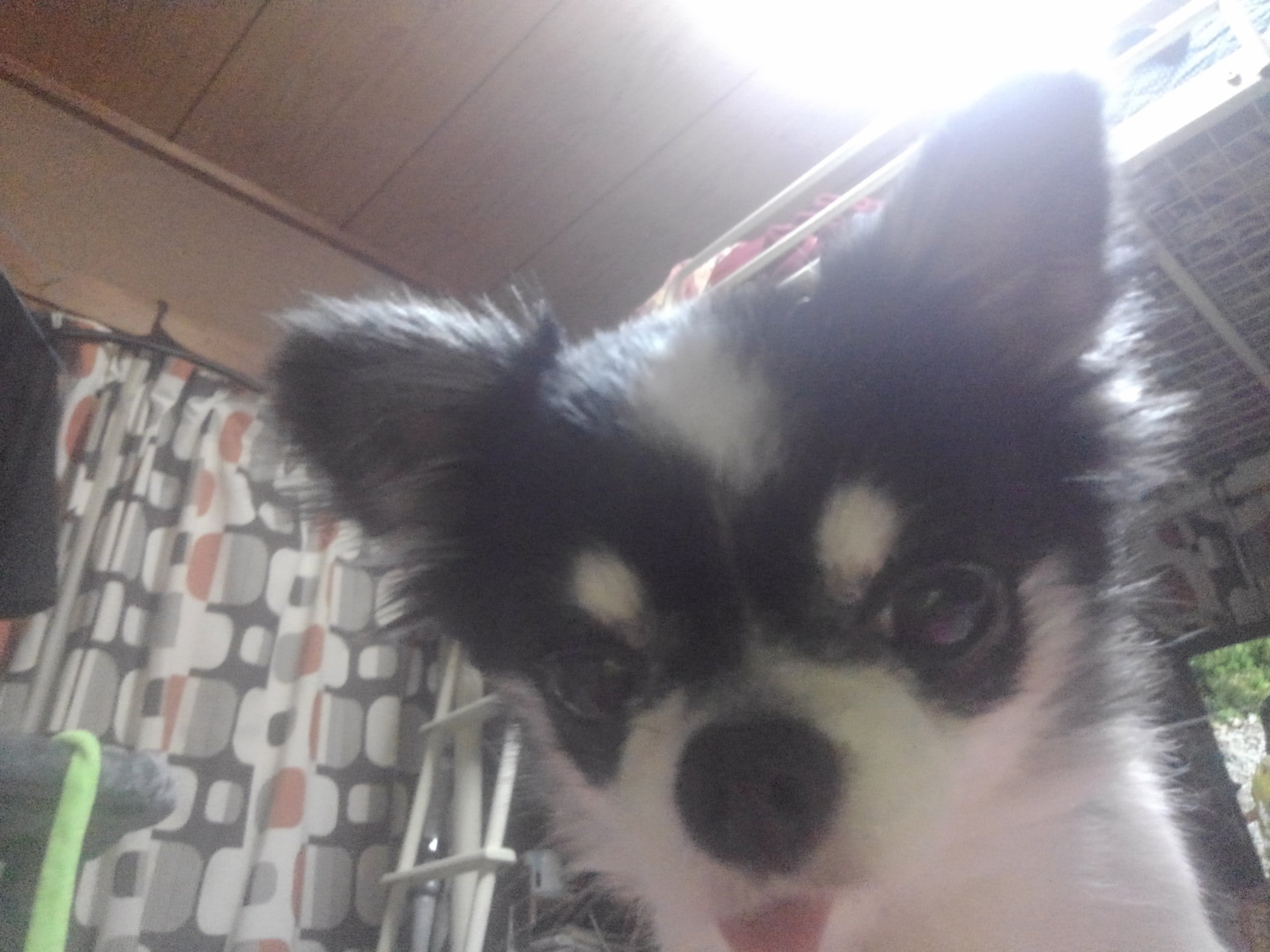 髄膜脳炎 Twitter Search Twitter