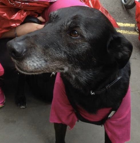 Cardibling's tweet image. Great looking chap - I used to have his spitting image!