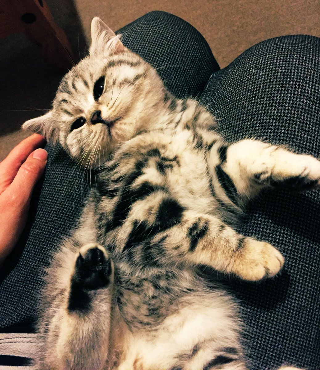 RandallFrenchie's tweet image. Everyone, say hello to my new baby bother! 😆 🐾   #brotherfromanothermother #randallthefrenchie #inlove #playtime #DoubleTrouble #cats