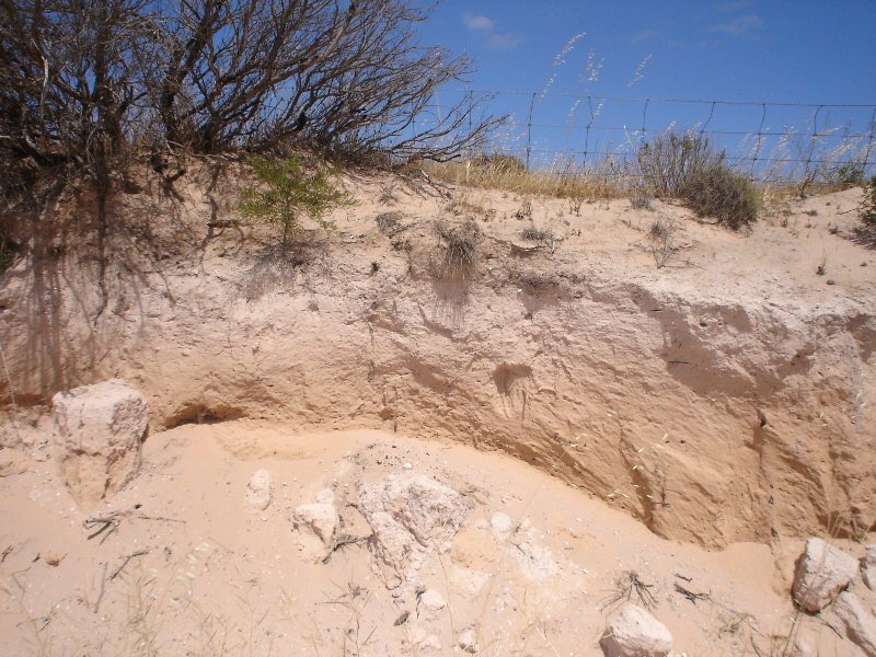 reholloway1's tweet photo. There is a lot of high calcium carbonate soil like this in SA.  Crop roots have trouble dealing with it. Genetic modification could make a huge improvement. The Waite Institute (SA) has to do its genetic modification research in WA. It is illegal in SA to 2025. This is insanity. https://t.co/ldBbNLXTka