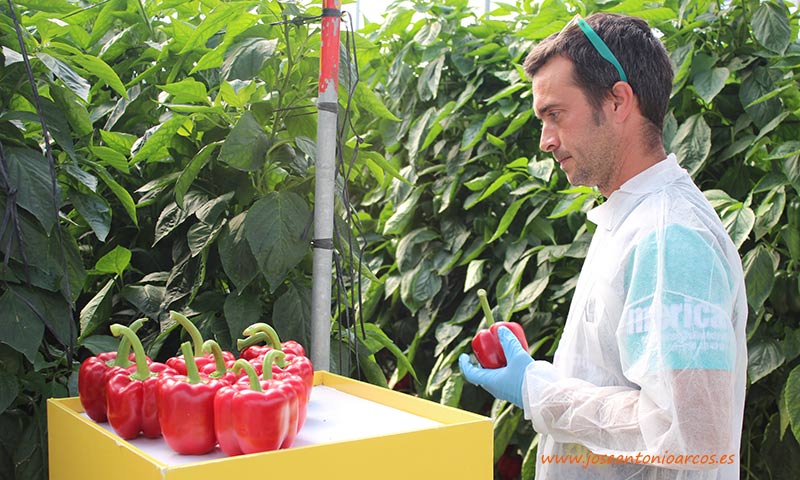 🆕Clause amplía en tardío su gama ION de resistencias
joseantonioarcos.es/2019/11/29/pim…

El nuevo california rojo HMC 57356 se suma a Katión. #Pimientos resistentes a oídio y nemátodos
joseantonioarcos.es/2019/11/29/pim…

#YoSoyDeClause #jornadadecampo #pimiento #semillas