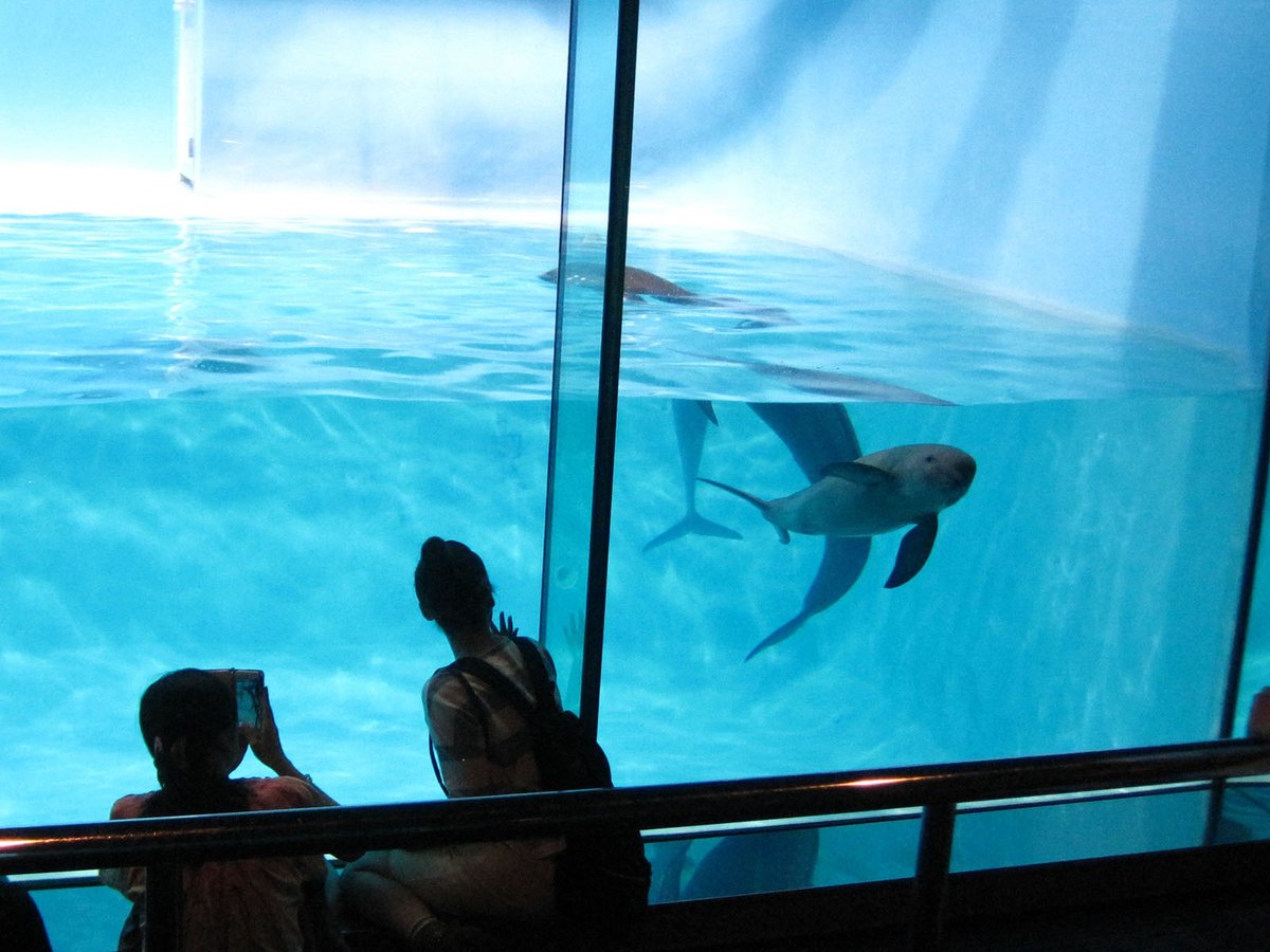 Mia Takeda Sur Twitter 左上から時計まわりに 海の中道マリンワールド 福岡 葛西臨海水族園 東京 ジョージア水族館 アトランタ 仙台うみの杜水族館 生き物は スナメリ サザングローブフィッシュ ジンベイザメ他いろいろ ヨシキリザメ