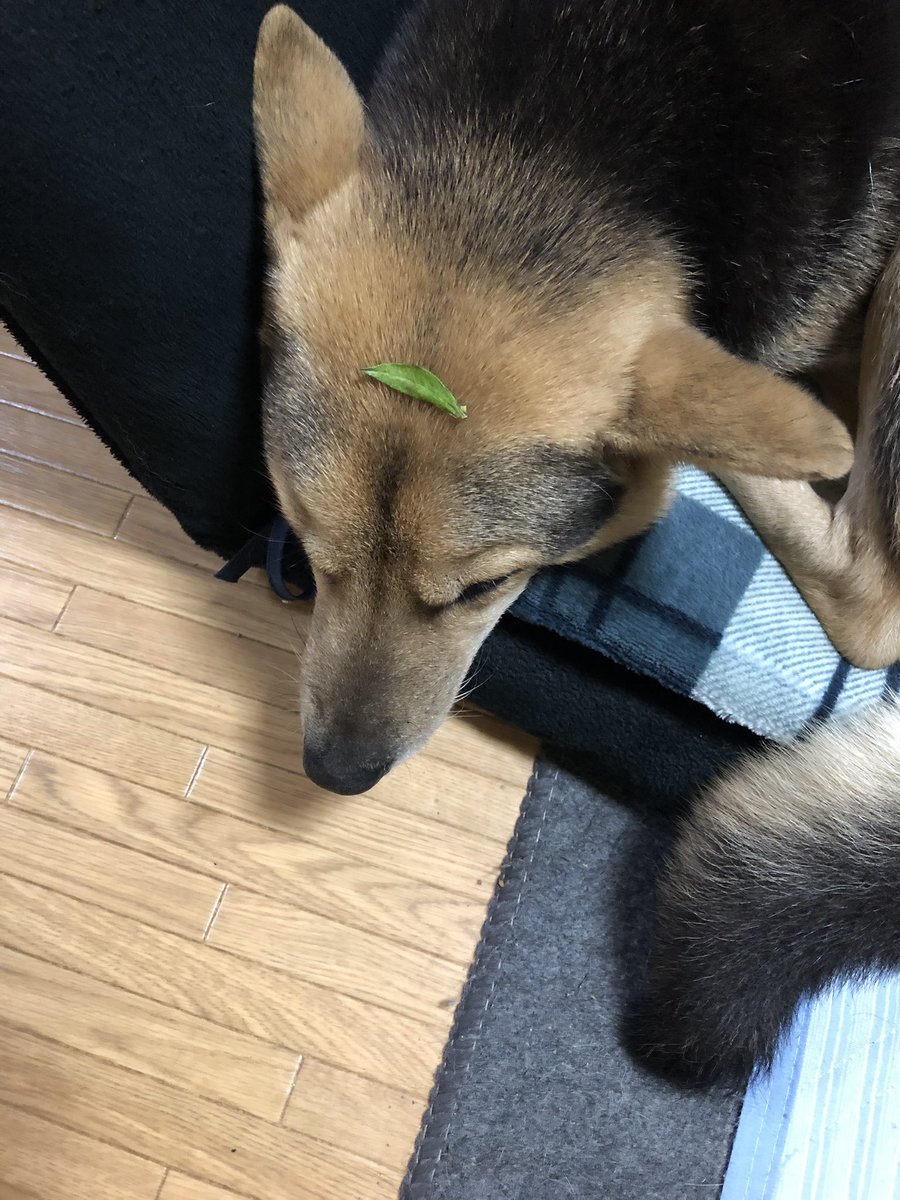 ザイオン
爆睡中なので、ミカンの、葉、のせても、気づかず🤣🤣