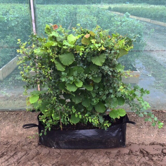 robintacchi's tweet photo. Ecohedge potting has started! This next batch of species rich instant native hedging units will be ready for sales in August 20
#ecohedge #speciesrich #nativehedging #nativeplants #ukgrown #instanthedge #design #landscape https://t.co/rLV37xu4iq