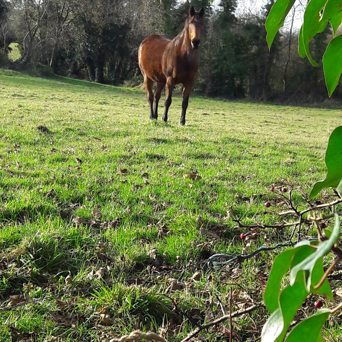 One of my nearest neighhhhbours😁 Not mine...I wish!
I adore living in the countryside and having the chance to be quite isolated from 'life' is such therapy for me. You couldn't by it.
#Proud_Culchie_ #countrylife #irishcountryside #equinebeauty
#irishcountrytherapy