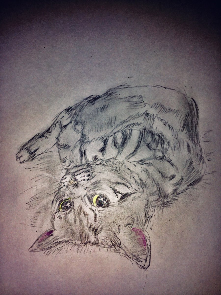 Judas いやー また可愛いの居たし 色鉛筆画 イラスト 動物画 猫の絵 T Co 98d56ntzum