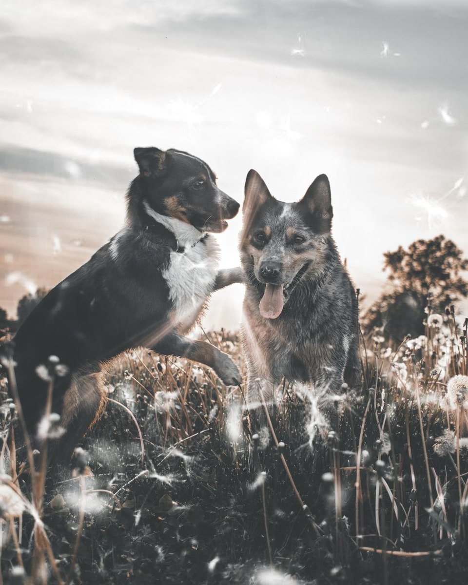 ryan_croman's tweet photo. #RateTheseDogs: These two adorable dogs make us all want to play in a dandelion field, don't they? 12/10 https://t.co/UwRQDOjhKt