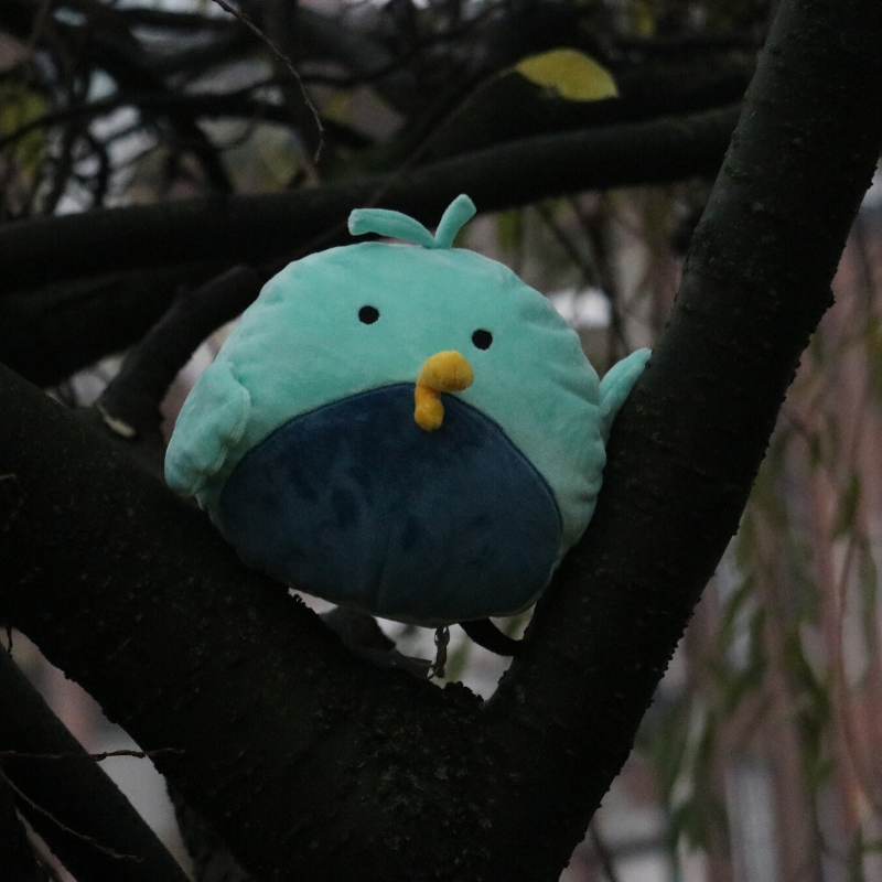 FunctionalEdUK's tweet photo. You've got till tomorrow to name our furry little friend! Give our green bird a name, like this post and share it around with a few friends and he may decide to stay at your house this winter! We are announcing the winner on Monday. Good Luck!

#competition #free #giveaway #bird https://t.co/QCeNbNJa6x