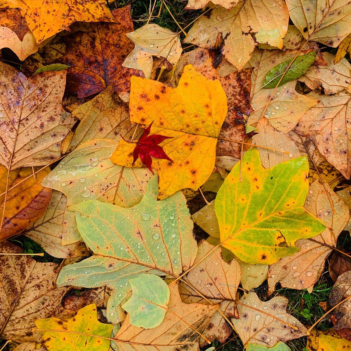 forestbathinguk's tweet photo. Look closer #forestbathinguk #forestbathing #autumnleaves #leaves #lookcloser #mindfulness #connectinnature #mindfulnessinnature #woodlandwellness https://t.co/z80RoeoNLo